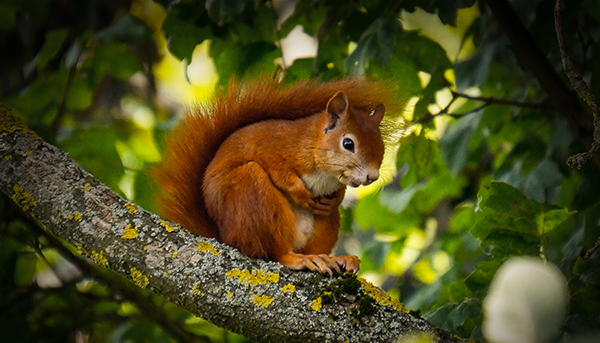 Beitragsbild_squirrel